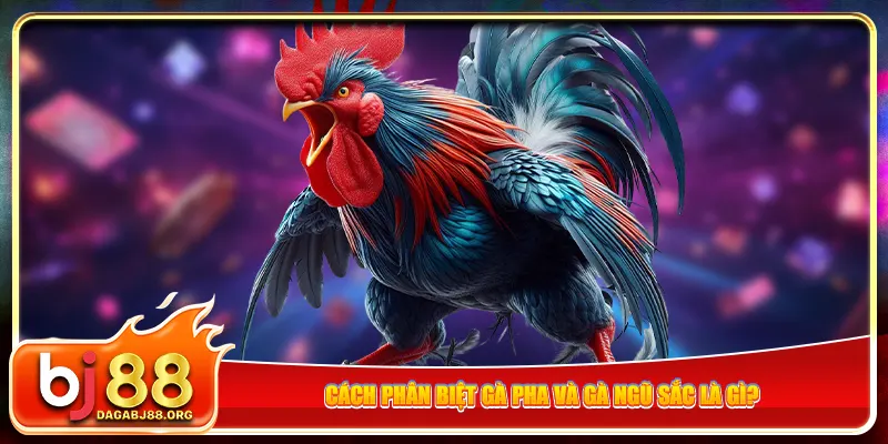 Cách phân biệt gà pha và gà ngũ sắc là gì?