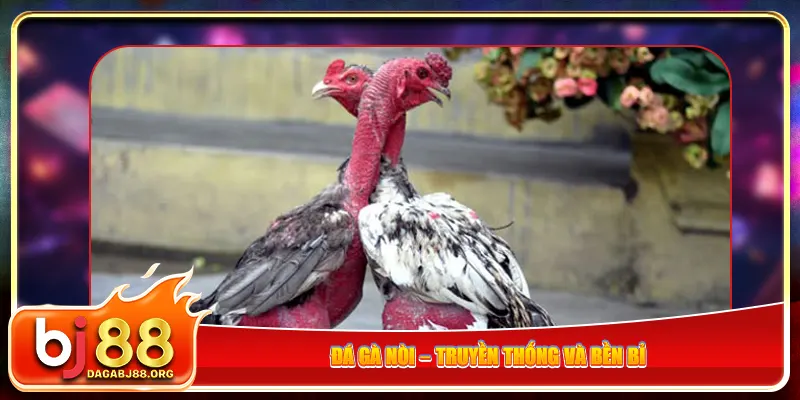 Đá gà nòi – Truyền thống và bền bỉ
