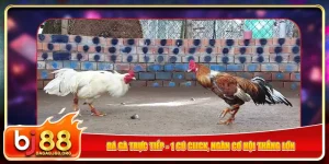 da-ga-truc-tiep-1-cu-click-ngan-co-hoi-thang-lon
