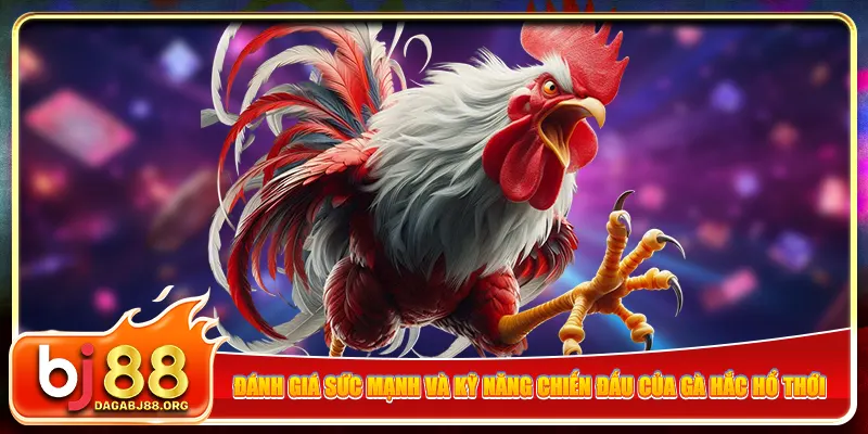 Đánh giá sức mạnh và kỹ năng chiến đấu của gà Hắc Hổ Thới