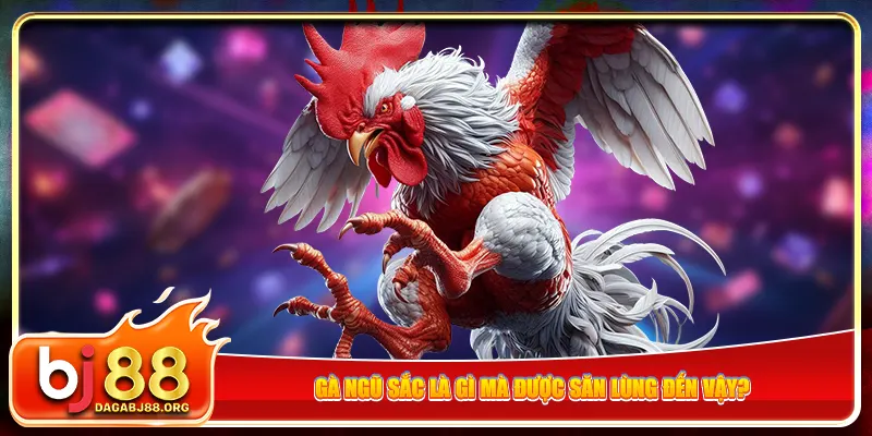 Gà ngũ sắc là gì mà được săn lùng đến vậy?