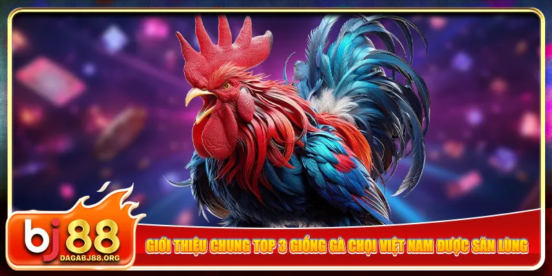 Giới thiệu chung top 3 giống gà chọi Việt Nam được săn lùng