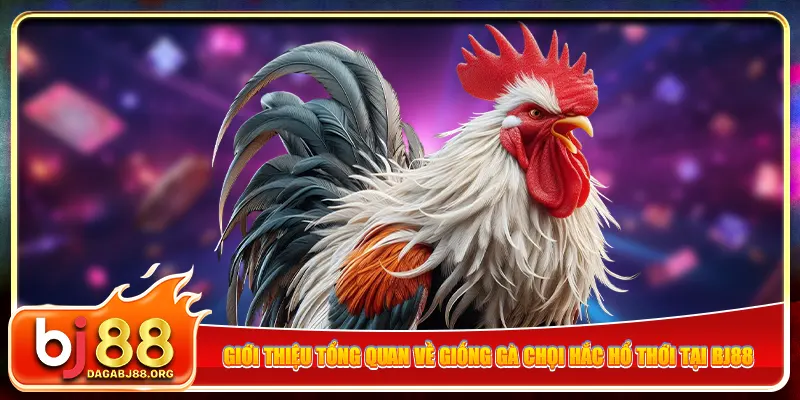 Giới thiệu tổng quan về giống gà chọi Hắc Hổ Thới tại bj88