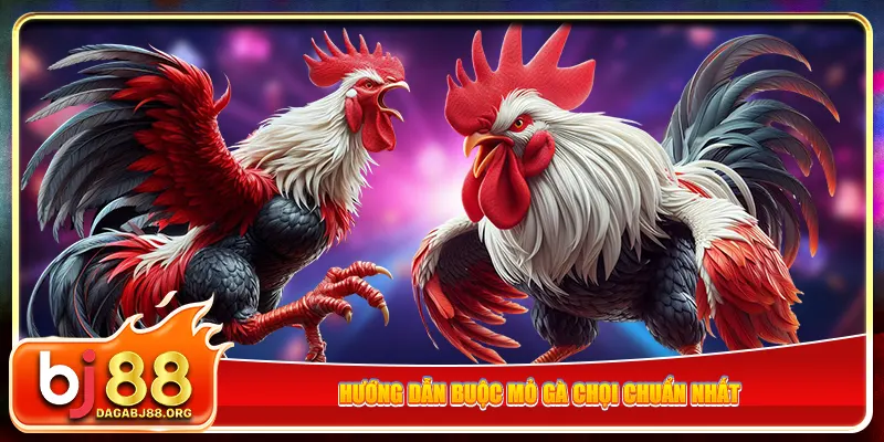 Hướng dẫn buộc mỏ gà chọi chuẩn nhất