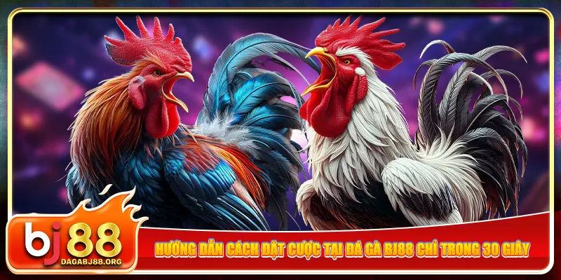 Hướng dẫn cách đặt cược tại đá gà bj88 chỉ trong 30 giây