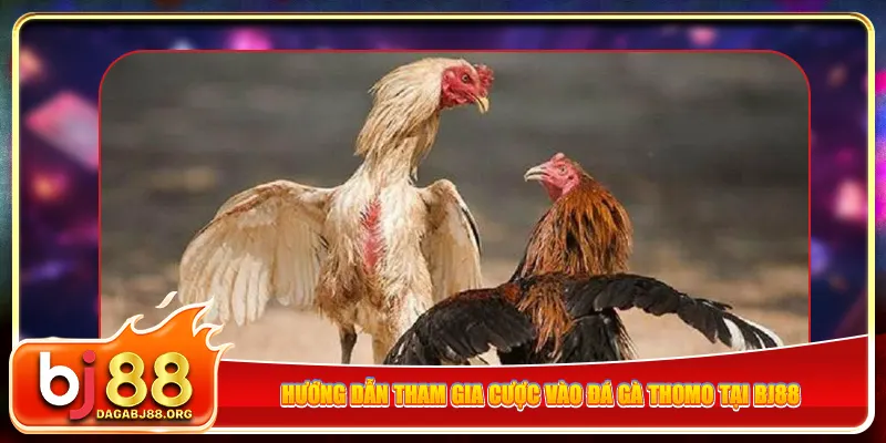 Hướng dẫn tham gia cược vào đá gà Thomo tại bj88