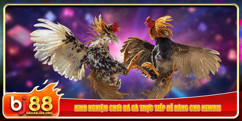 Kinh nghiệm chơi đá gà trực tiếp dễ dàng cho newbie