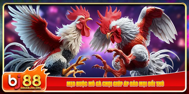 Mẹo buộc mỏ gà chọi giúp áp đảo mọi đối thủ