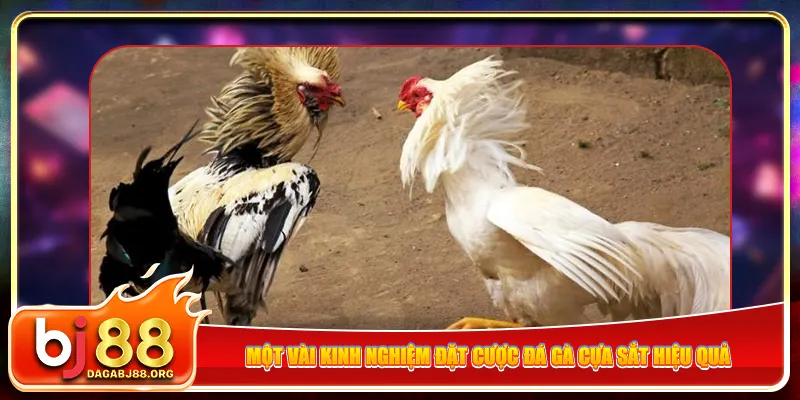 Một vài kinh nghiệm đặt cược đá gà cựa sắt hiệu quả