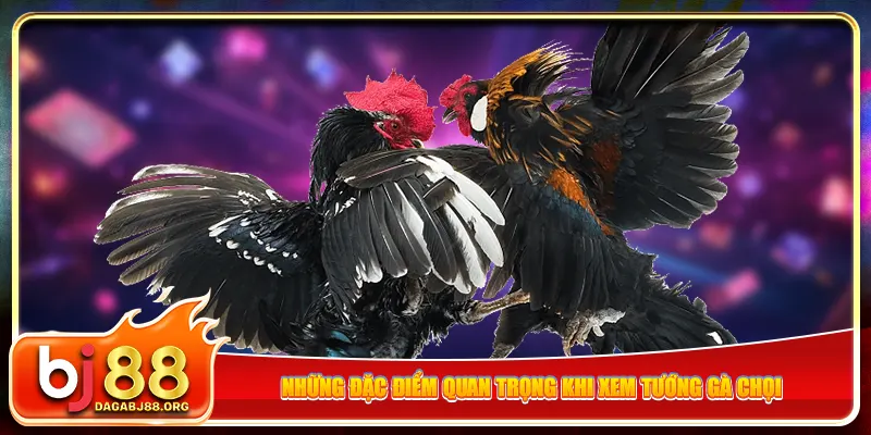 Những đặc điểm quan trọng khi xem tướng gà chọi