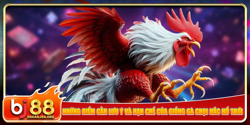 Những điểm cần lưu ý và hạn chế của giống gà chọi Hắc Hổ Thới