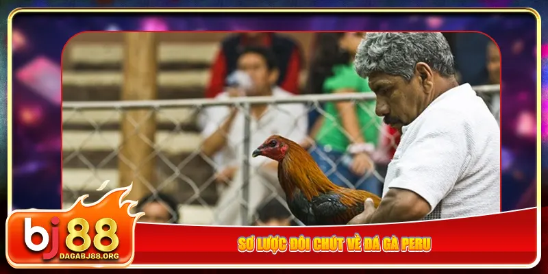 Sơ lược đôi chút về đá gà Peru