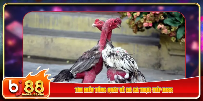 Tìm hiểu tổng quát về đá gà trực tiếp bj88