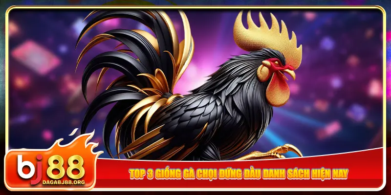 Top 3 giống gà chọi đứng đầu danh sách hiện nay