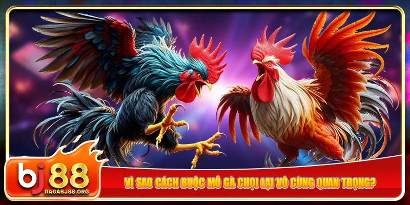 Vì sao cách buộc mỏ gà chọi lại vô cùng quan trọng?