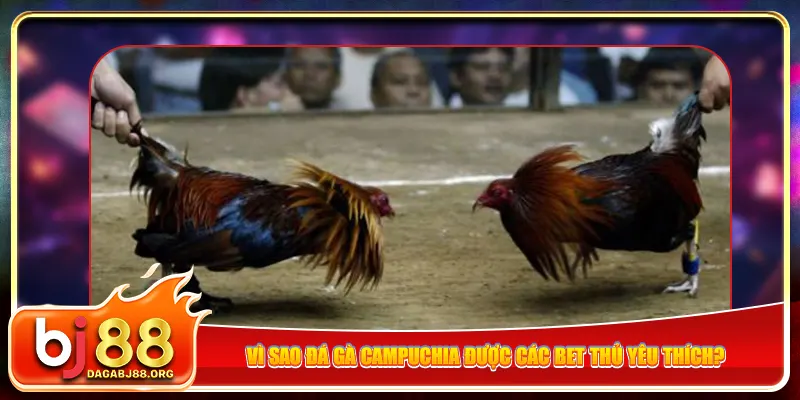 Vì sao đá gà Campuchia được các bet thủ yêu thích?