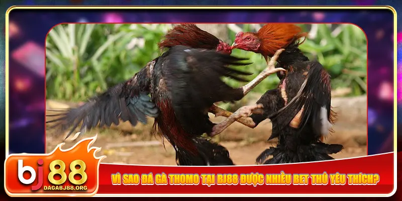 Vì sao đá gà Thomo tại bj88 được nhiều bet thủ yêu thích?
