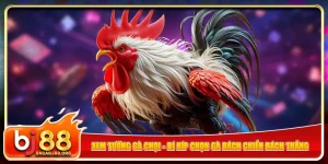 xem-tuong-ga-choi-bi-kip-chon-ga-bach-chien-bach-thang