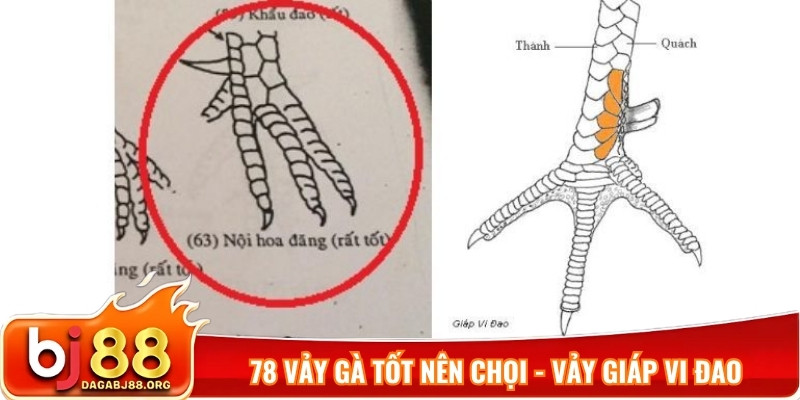 78 vảy gà tốt nên chọi - vảy giáp vi đao