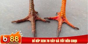 Bí kíp xem 78 vảy gà tốt nên chọi