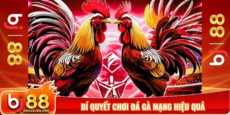 Bí quyết chơi đá gà mạng hiệu quả
