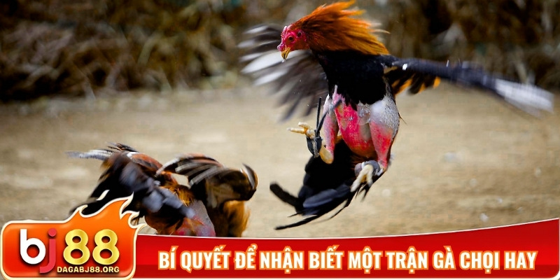 Bí quyết để nhận biết một trận gà chọi hay