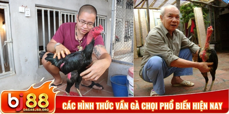 Các hình thức vần gà chọi phổ biến hiện nay
