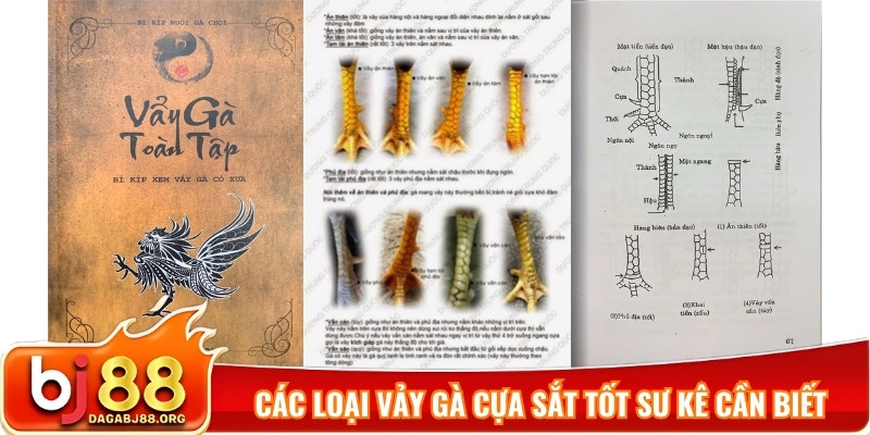 Các loại vảy gà cựa sắt tốt sư kê cần biết