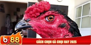 Cách chọn gà chọi hay 2025