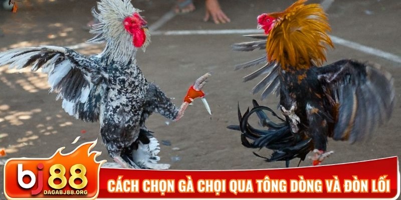 Cách chọn gà chọi qua tông dòng và đòn lối