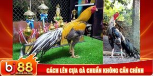 Cách lên cựa gà chuẩn không cần chỉnh