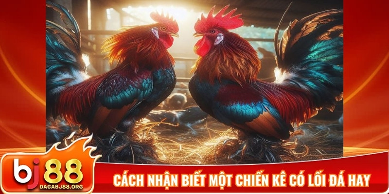 Cách nhận biết một chiến kê có lối đá hay