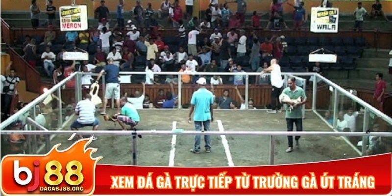 Cách xem đá gà trực tiếp từ trường gà Út Tráng