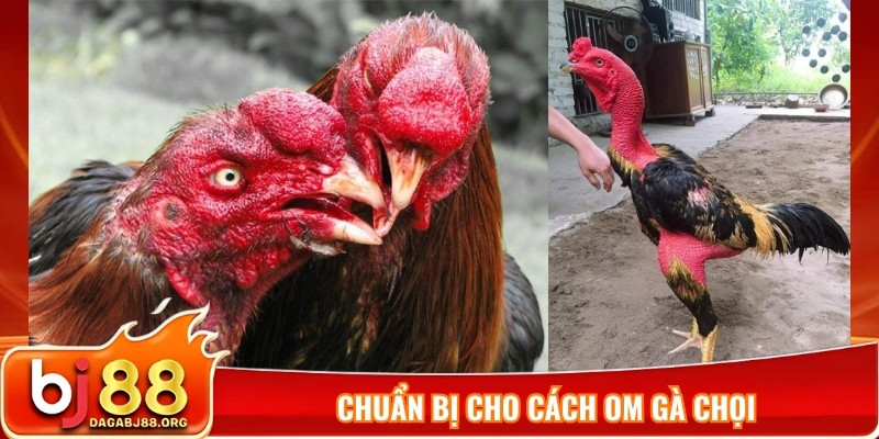 Chuẩn bị cho cách om gà chọi