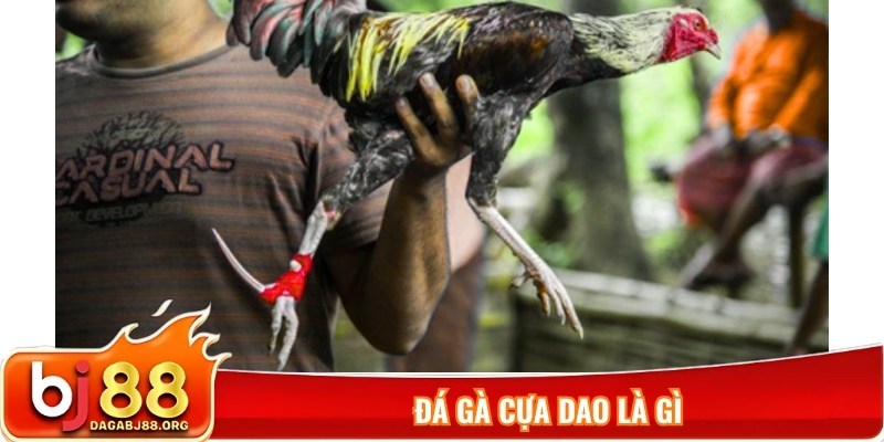 Đá gà cựa dao là gì