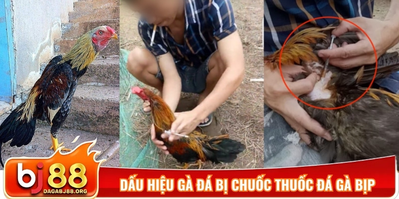 Dấu hiệu gà đá bị chuốc thuốc đá gà bịp