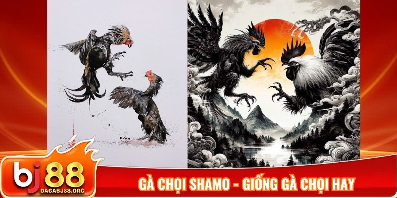 Gà chọi Shamo - giống gà chọi hay