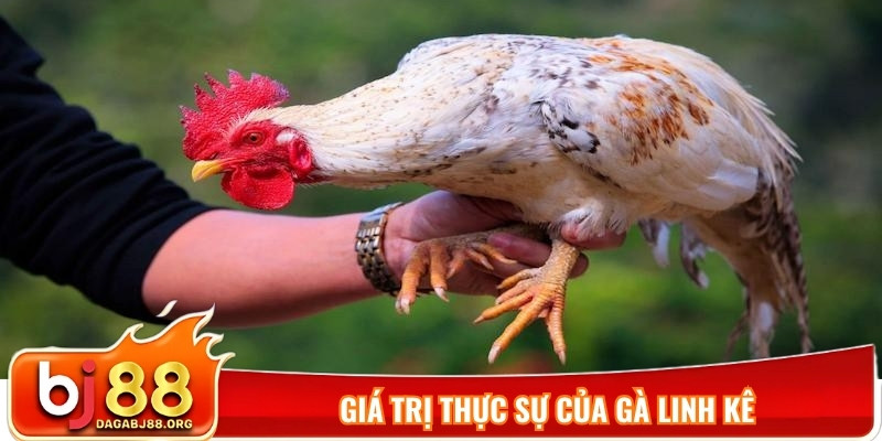 Giá trị thực sự của gà linh kê