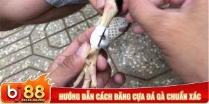 Hướng dẫn cách băng cựa đá gà chuẩn xác