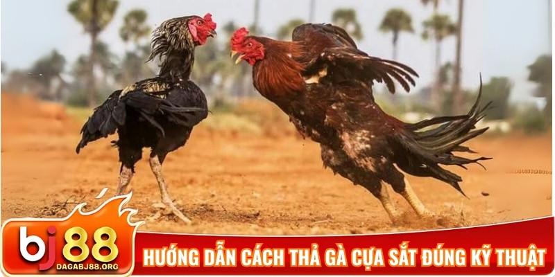 Hướng dẫn cách thả gà cựa sắt đúng kỹ thuật