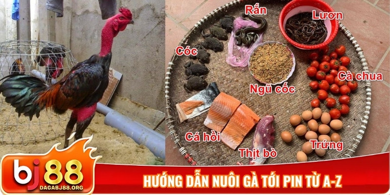 Hướng dẫn nuôi gà tới pin