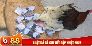 Luật đá gà chi tiết cập nhật 2025