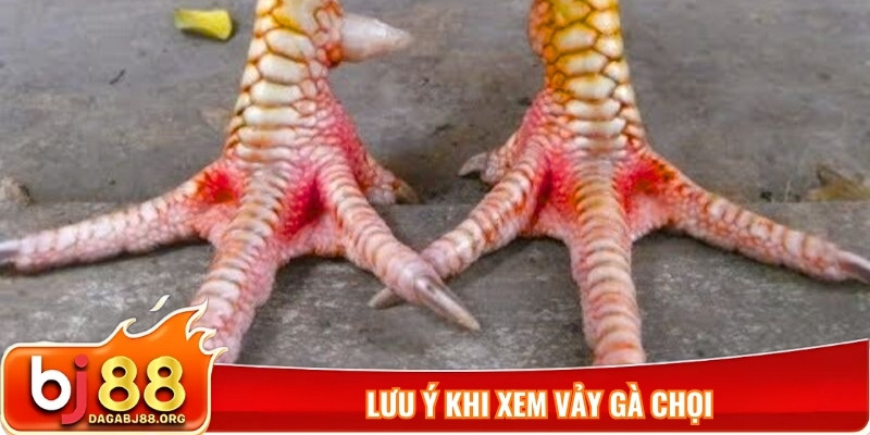 Lưu ý khi xem vảy gà chọi