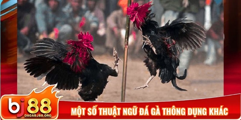 Một số thuật ngữ đá gà thông dụng khác