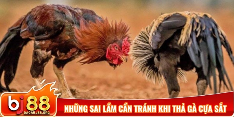 Những sai lầm cần tránh khi thả gà cựa sắt