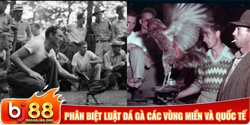 Phân biệt luật đá gà các vùng miền và quốc tế