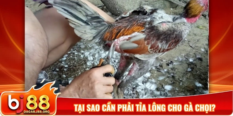 Tại sao cần phải tỉa lông cho gà chọi