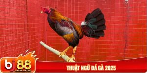 Thuật ngữ đá gà 2025