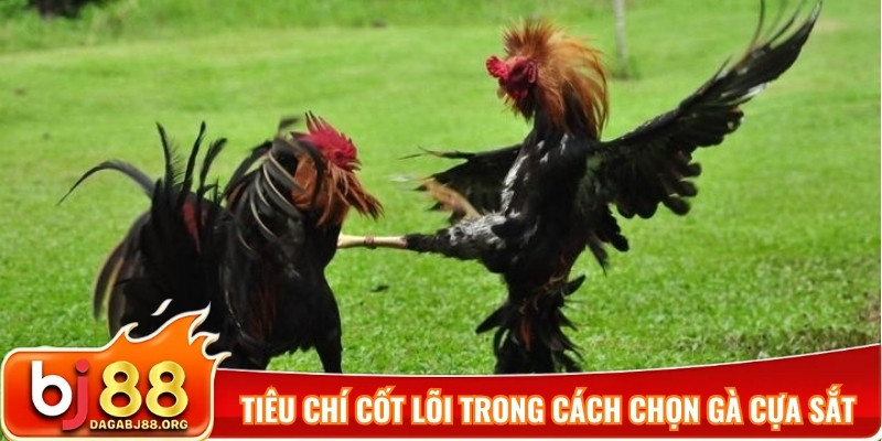 Tiêu chí cốt lõi trong cách chọn gà cựa sắt
