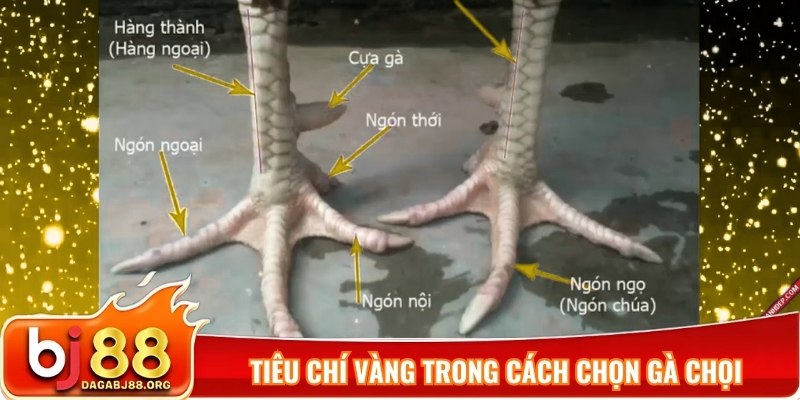 Tiêu chí vàng trong cách chọn gà chọi